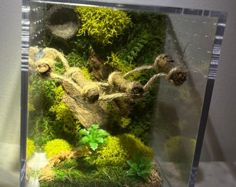 Suspension Bridge Oasis Medium Jumping Spider Enclosure, Acorn Hide, Moss, Custom Jumper Container Home, Made To Order, Each One Differs