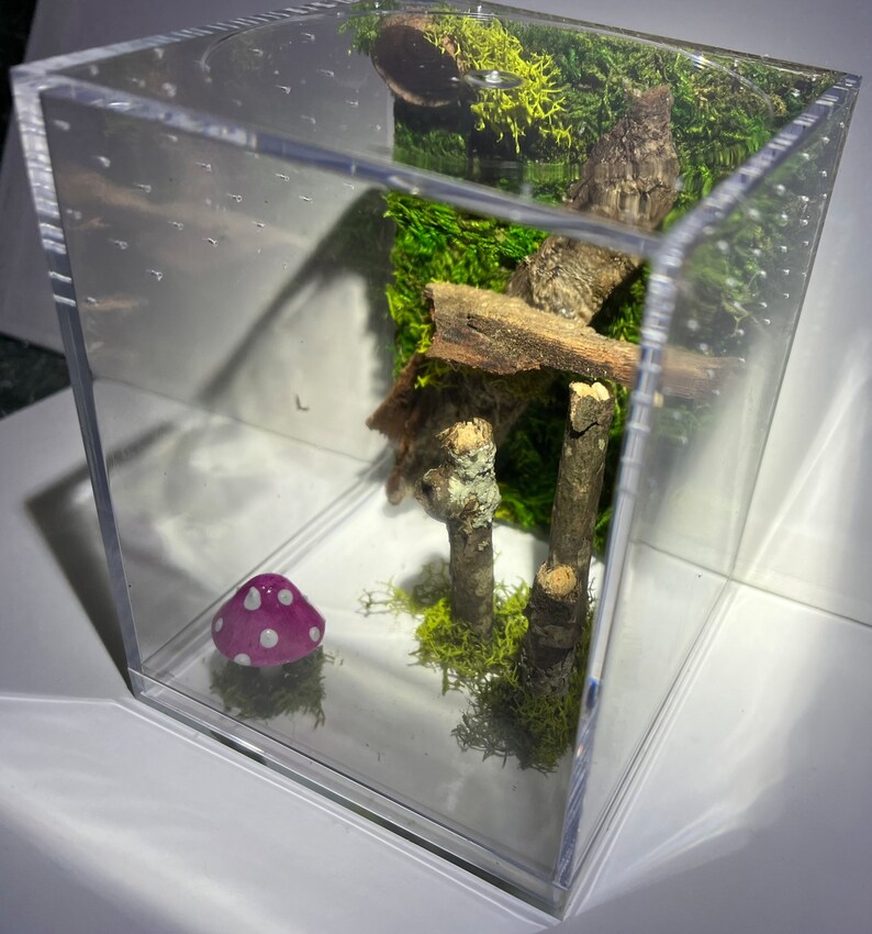Pink Mushroom Jumping Spider Enclosure Mossy Juvenile Jumper Etsy