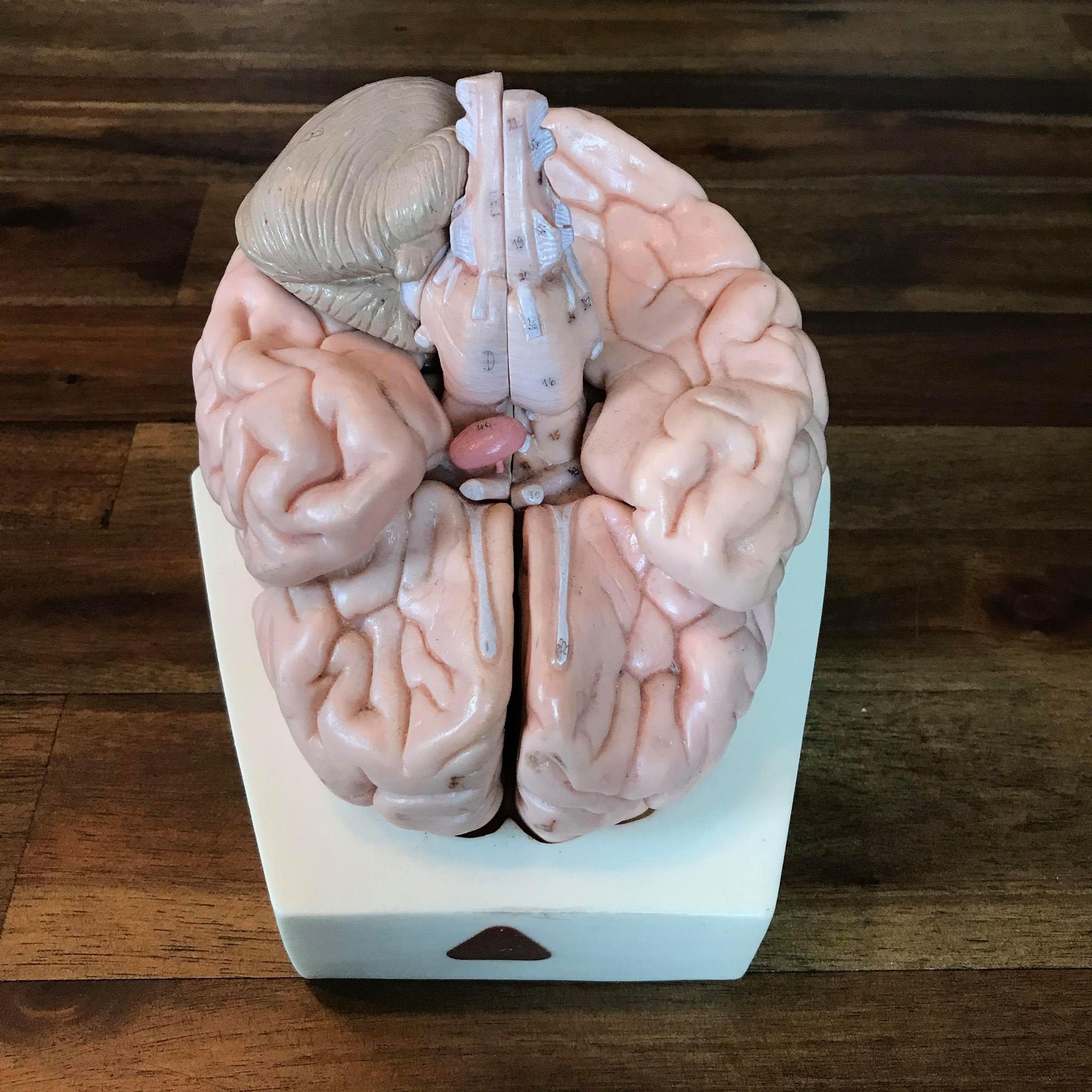 Vintage SOMSO Human Brain Anatomical Model 7 Parts Etsy.de