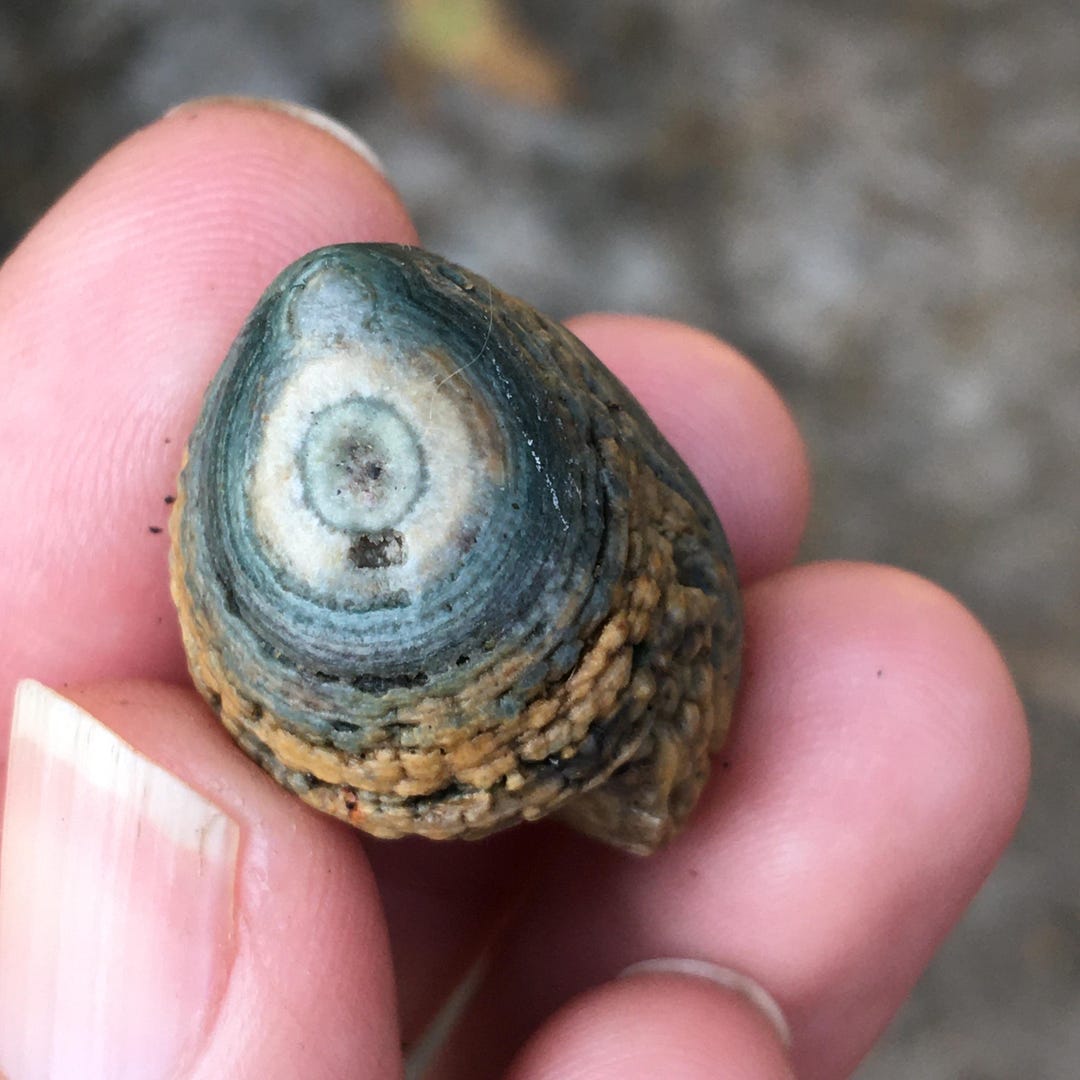 Funny Fish Hand _ Sand Top Green Eye Agate _roe Agate _ Gobi Eye Agate ...