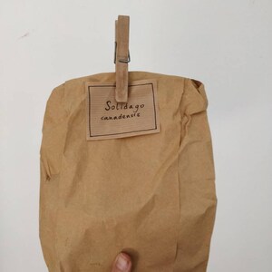 May include: A brown paper bag held closed by a wooden clothespin. A small rectangular label on the bag reads "Solidago canadensis" in a handwritten font. The bag is held by a hand against a white background.