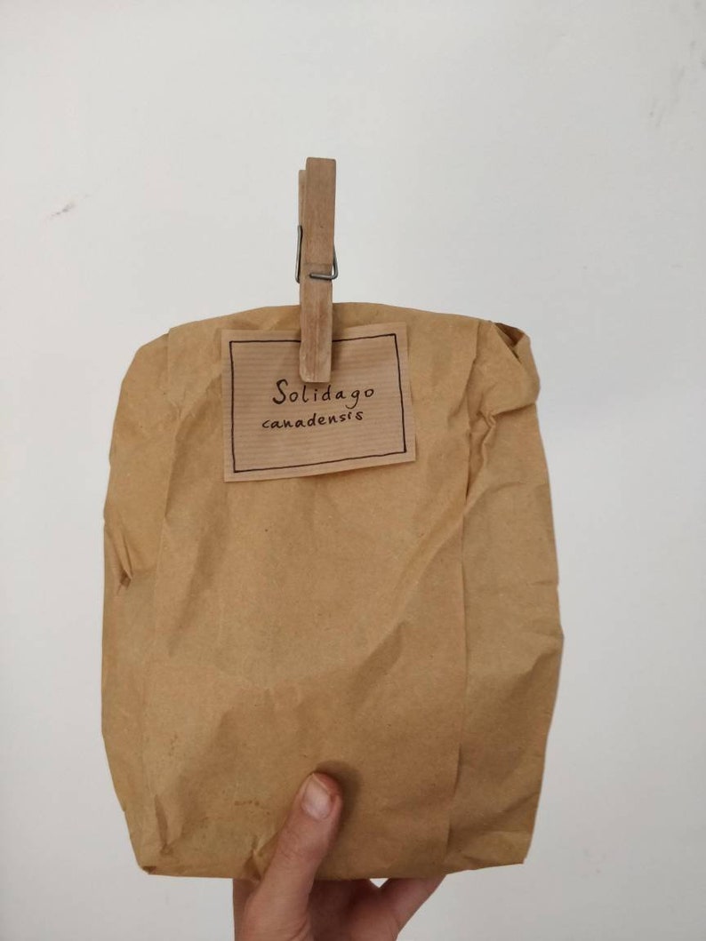 May include: A brown paper bag held closed by a wooden clothespin. A small rectangular label on the bag reads "Solidago canadensis" in a handwritten font. The bag is held by a hand against a white background.