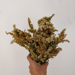 May include: A hand holding a bouquet of dried goldenrod flowers. The flowers have a mix of yellow, brown, and cream colors. The background is a plain white wall.