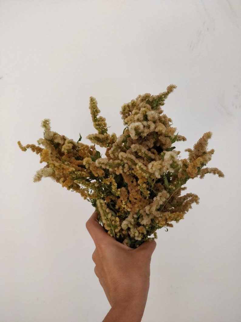 May include: A hand holding a bouquet of dried goldenrod flowers. The flowers have a mix of yellow, brown, and cream colors. The background is a plain white wall.