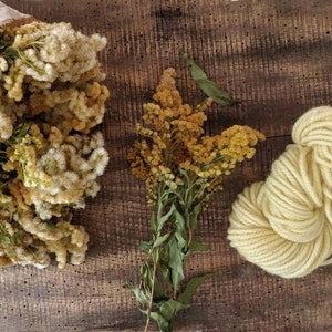 May include: Dried goldenrod flowers in a paper bag and a small bouquet of goldenrod with a skein of pale yellow yarn on a wooden surface. The flowers have a yellow and cream color. The yarn is a soft, light yellow.