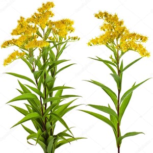 May include: Two goldenrod plants with bright yellow flower clusters and long, green leaves. The stems are a reddish-brown color. The plants are set against a white background.