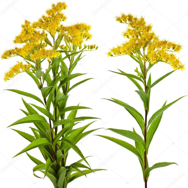 May include: Two goldenrod plants with bright yellow flower clusters and long, green leaves. The stems are a reddish-brown color. The plants are set against a white background.