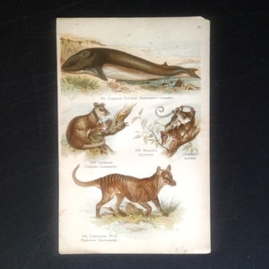 Vintage Animal Natural History Bookplate.  Late 1800's. Whale/Opossum/Tasmanian Wolf.