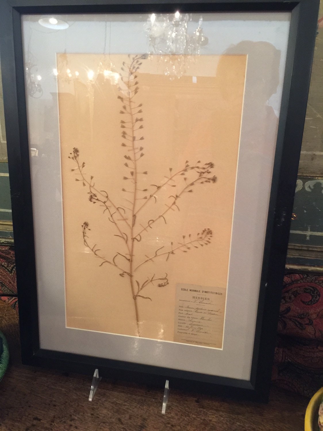 Create Your Own Pressed Botanical Specimen – The Academy of