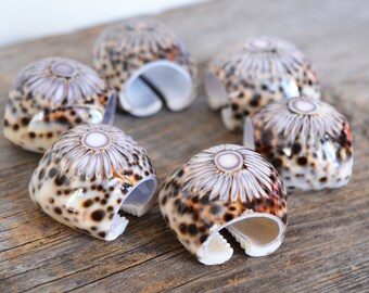 Vintage Shell Napkin Rings, Set of 6, Boho Beach House Decor, Tiger Cowrie Shell circa 1970s, Etched Starburst or Sunburst