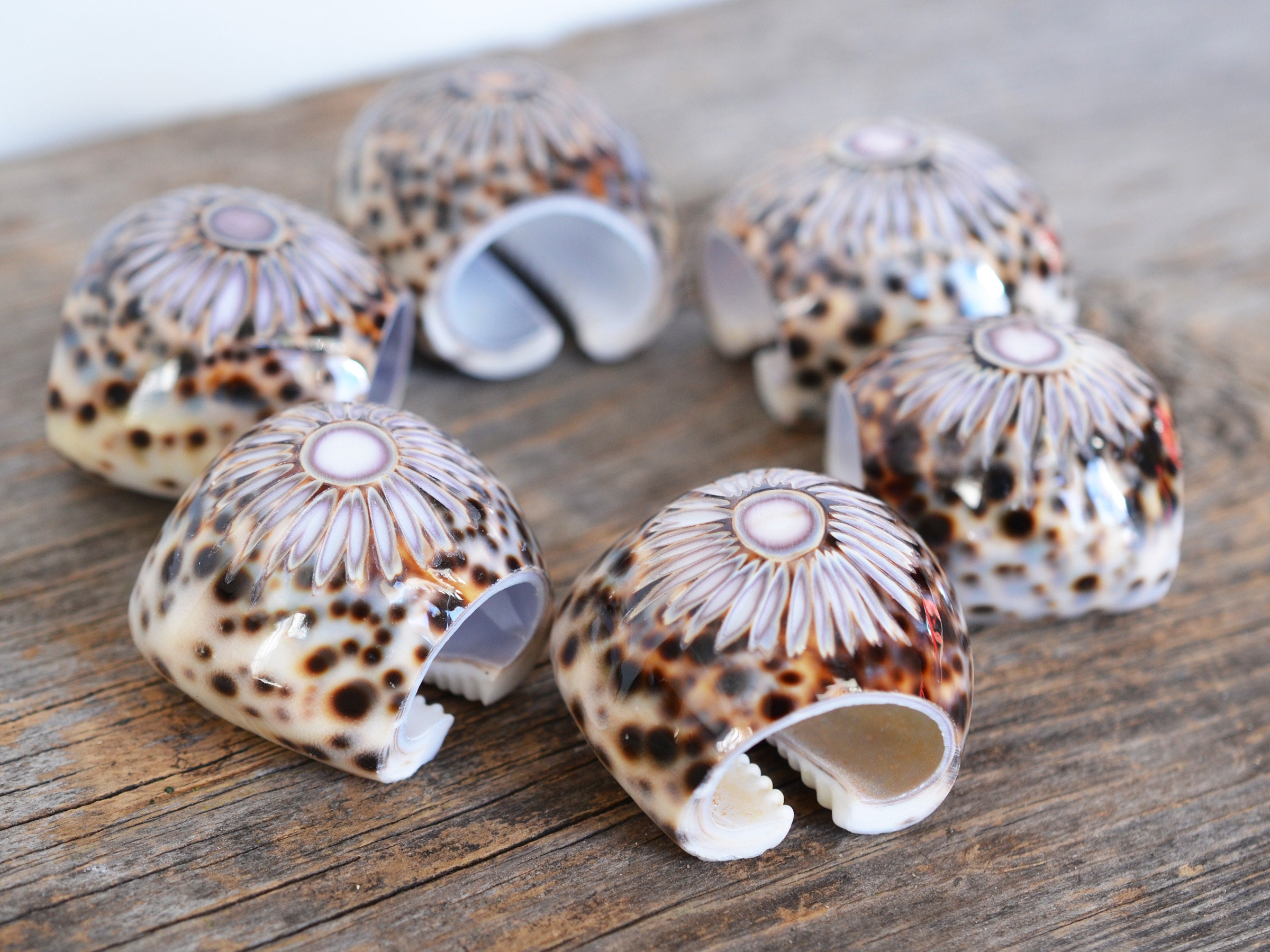 Cowrie shell on sale napkin rings