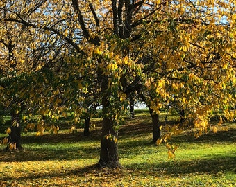 Baum mit gelben Blättern in einem Obstgarten (Niederlande)
