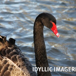 Black swan