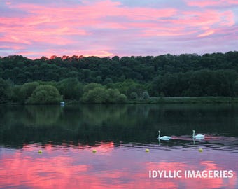 Photo (digital download) of sunset swans