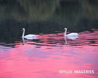 Photo (digital download) of sunset swans