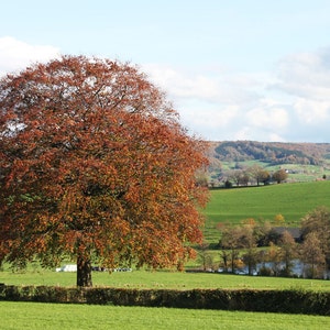 Autumn afternoon (1) - landscape.