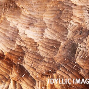 Photo (digital download) of wooden structures