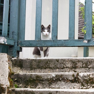Curious cat behind a wooden fence.