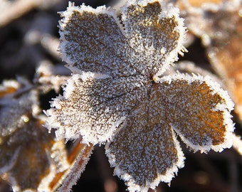 Photo (digital download) of a sunlit frozen leaf