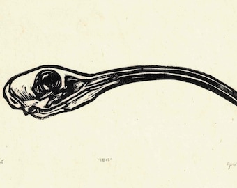 Cráneo de Ibis, impresión Linocut hecha a mano de 5"x 8"