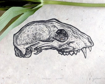 Raccoon Skull Print, Handmade Linocut Print, 8.5 x 11, &quot;Procyon Iotor&quot;