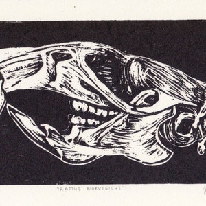 Rattus Norvegicus, brown rat skull linocut print 5&quot; x 7&quot;