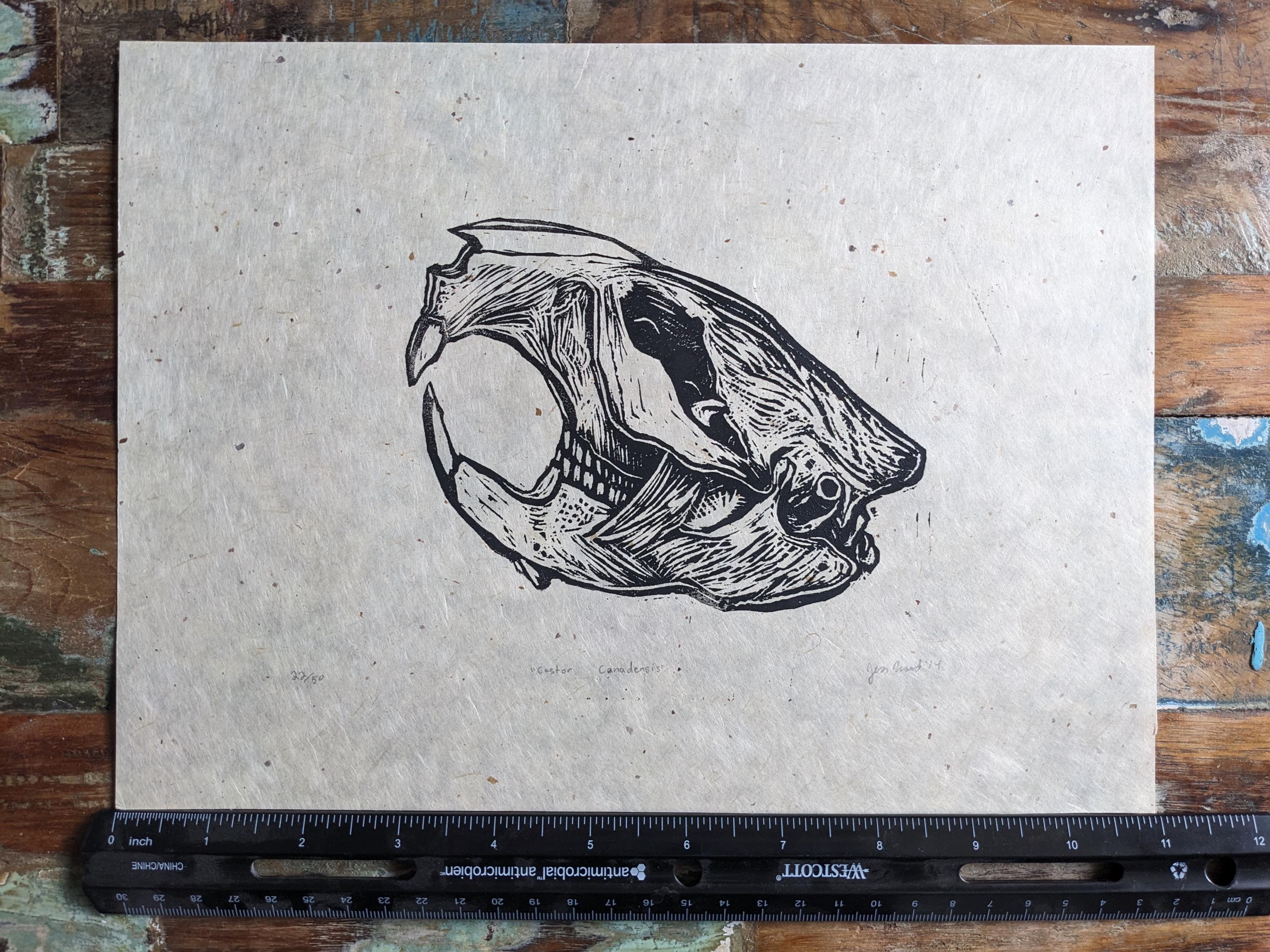 Beaver Skull Print, Handmade Linocut Print, 8.5 X11 - Etsy Canada