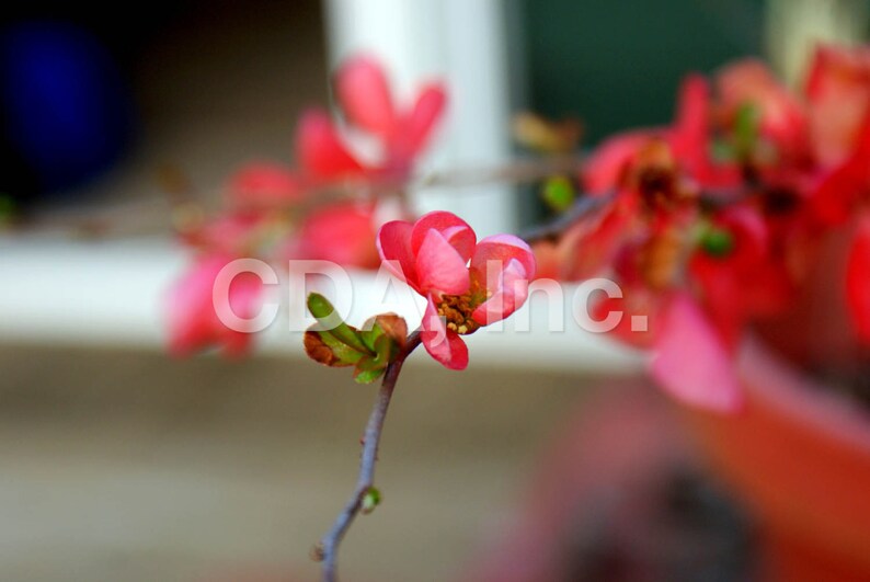 Flowering Quince Bud Digital Download | Etsy