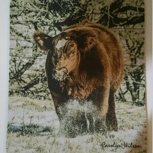 Op de afbeelding: Een bruin en wit kalf staat in een veld met groen gras en bomen op de achtergrond. Het kalf kijkt naar de camera. De afbeelding is gesigneerd met "Carolyn Wilson".