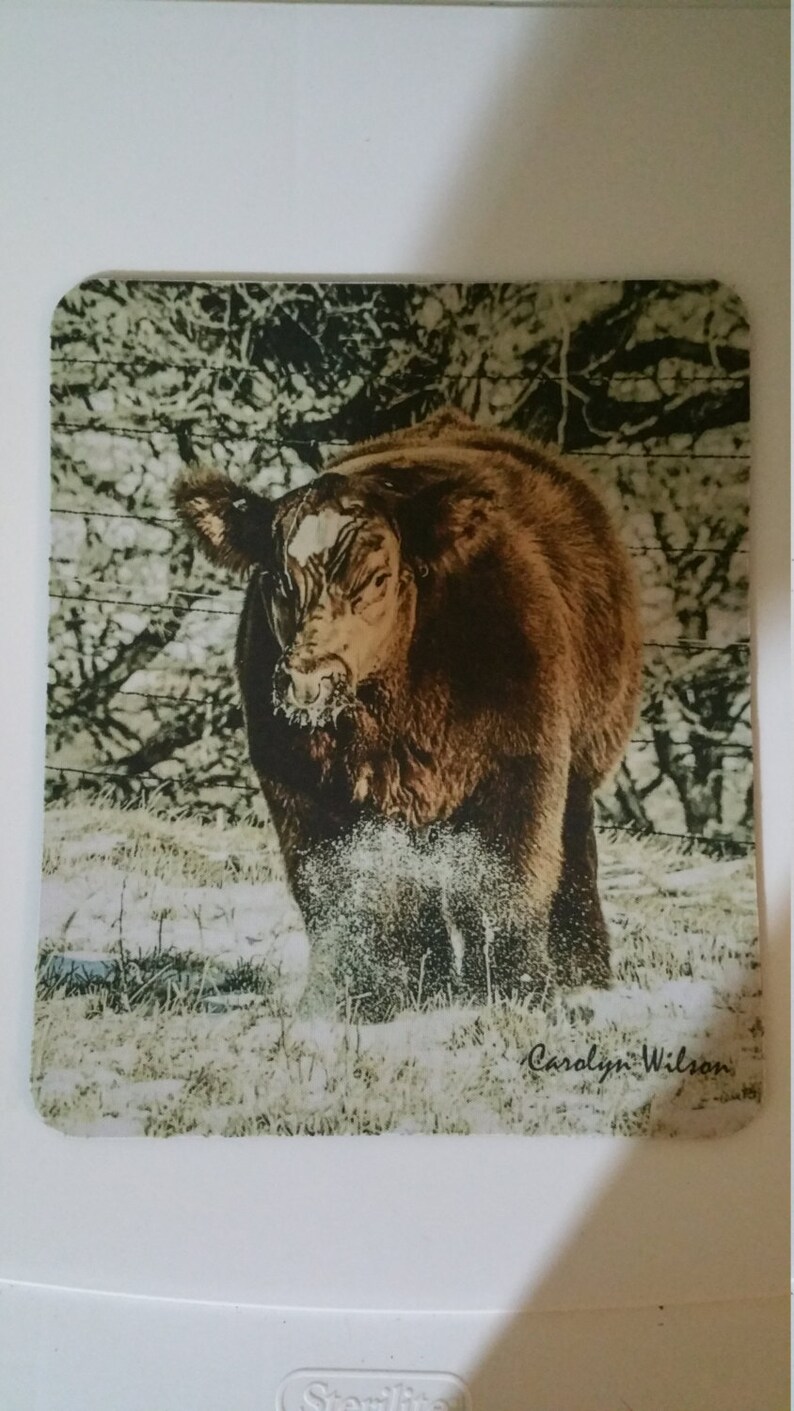 Op de afbeelding: Een bruin en wit kalf staat in een veld met groen gras en bomen op de achtergrond. Het kalf kijkt naar de camera. De afbeelding is gesigneerd met "Carolyn Wilson".