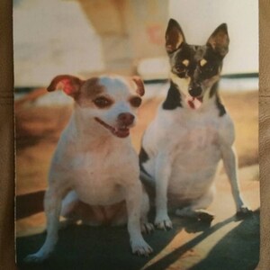 Op de afbeelding: Twee honden, een witte met bruine vlekken en een zwart-witte, zitten op een houten oppervlak. De witte hond kijkt met open bek naar de camera, terwijl de zwart-witte hond naar de zijkant kijkt.