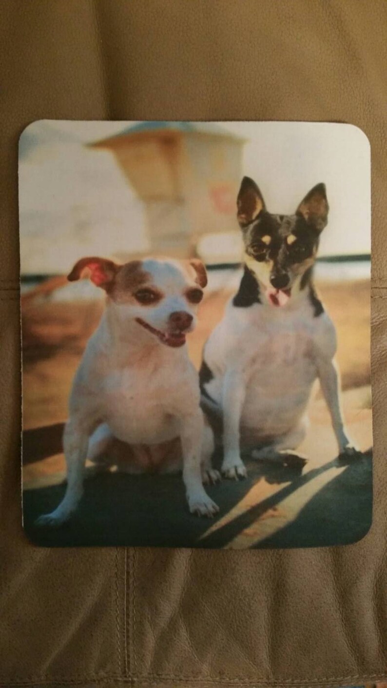 Op de afbeelding: Twee honden, een witte met bruine vlekken en een zwart-witte, zitten op een houten oppervlak. De witte hond kijkt met open bek naar de camera, terwijl de zwart-witte hond naar de zijkant kijkt.