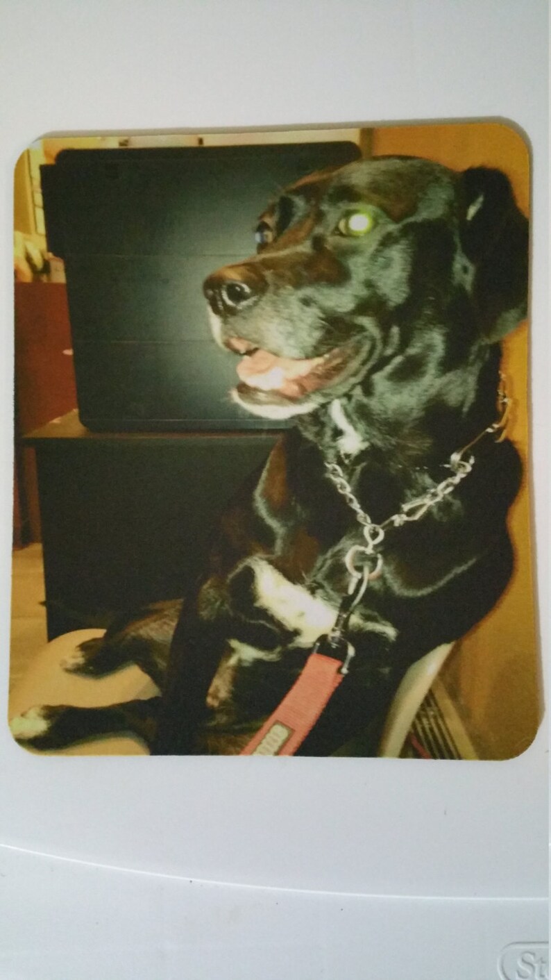 Op de afbeelding: Een zwart-witte hond met een roze riem zit op een stoel. De hond kijkt naar links.