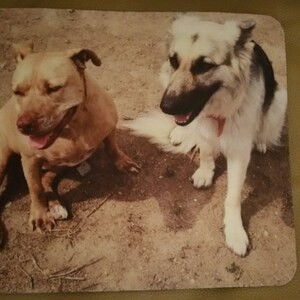 Op de afbeelding: Twee honden, een bruine en witte pit bull terrier en een witte en zwarte Duitse herder, zitten op een zanderige ondergrond. De pit bull kijkt naar rechts en de Duitse herder kijkt naar links.