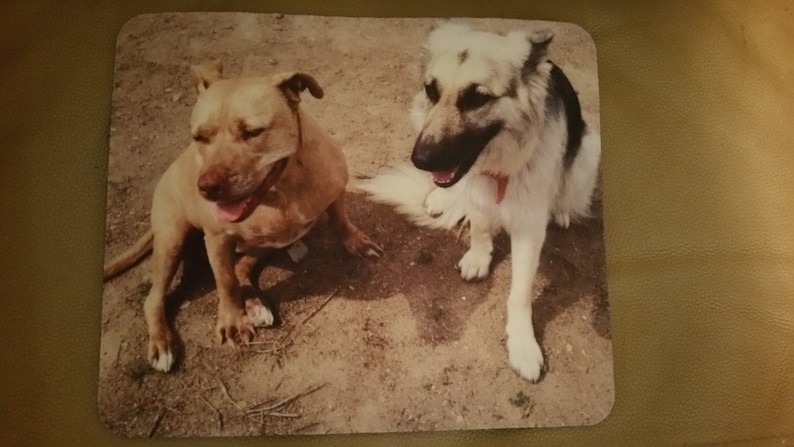 Op de afbeelding: Twee honden, een bruine en witte pit bull terrier en een witte en zwarte Duitse herder, zitten op een zanderige ondergrond. De pit bull kijkt naar rechts en de Duitse herder kijkt naar links.