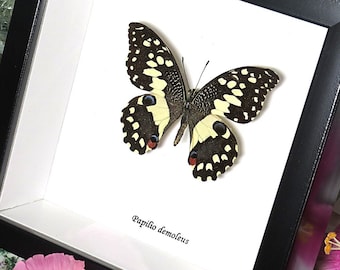 Paplio demoleus Chequered Swallowtail butterfly BAPDEM