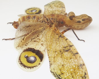 Peanut head lanternfly Fulgora laternaria BHFL