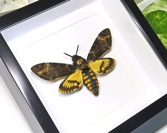 Polilla cabeza de la muerte El silencio de la polilla del cordero Acherontia atropos BAAST