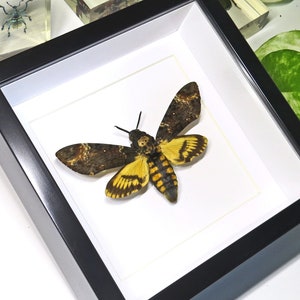 Deaths Head Moth The Silence of the Lamb moth Acherontia atropos  BAAST