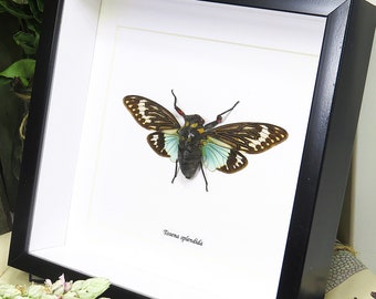 Cicada Tosena splendida blue specimen framed Australian warehouse BBITS