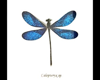 Download Dragonfly Shadowbox Etsy
