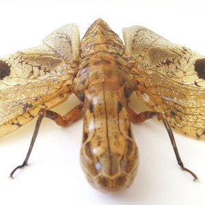 Peanut head lanternfly Fulgora laternaria BHFL image 2