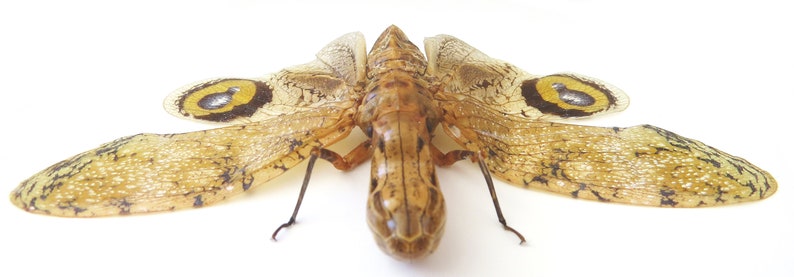 Peanut head lanternfly Fulgora laternaria BHFL image 2