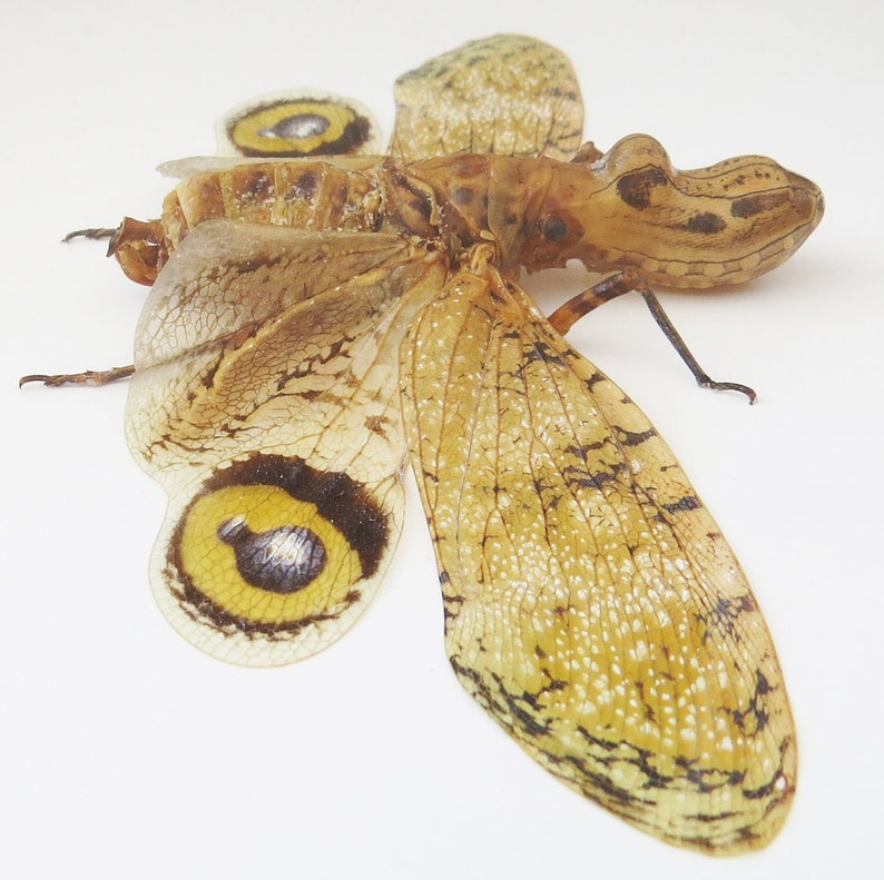 Peanut head lanternfly Fulgora laternaria BHFL image 1