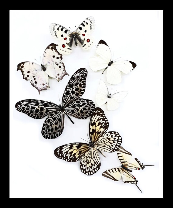 Butterfly Collection Display For Sale Australia Gold Coast Qld Etsy