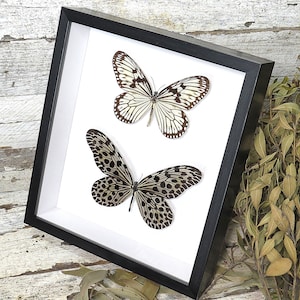 Schwarzer weißer Schmetterling Idee lynceus BHILM