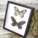 see more listings in the Butterflies bugs real  section