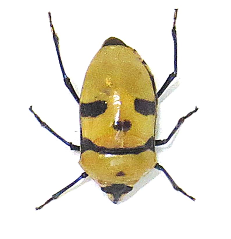 Death Head bug Eucorysses grandis insect bugs beetles taxidermy gift BAEGR