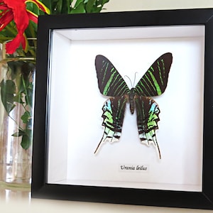 Falena Farfalle api insetti veri insetti shadowbox incorniciato società australiana BAUL