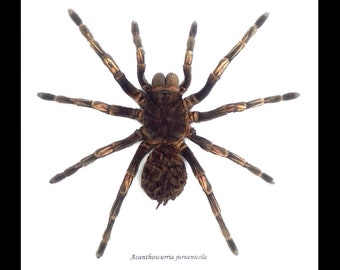 Acanthoscurria juruenicola spider BJAJ